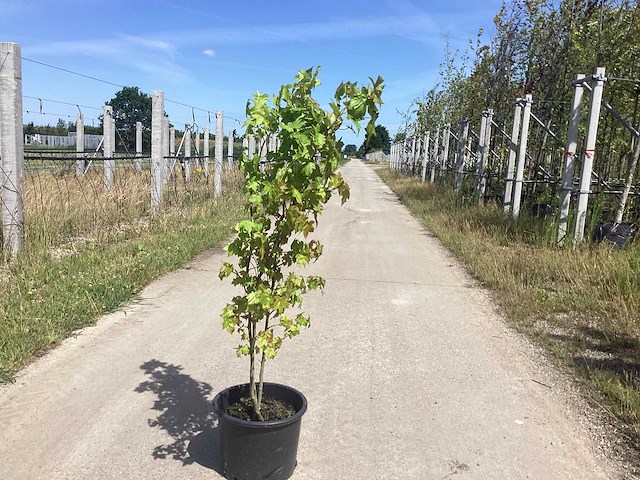 Amberboom - meerstammige boom (2x) - afbeelding 2 van  2