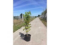 Amberboom - meerstammige boom (2x) - afbeelding 1 van  2