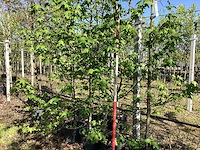 Amberboom - meerstammige boom (3x) - afbeelding 1 van  2