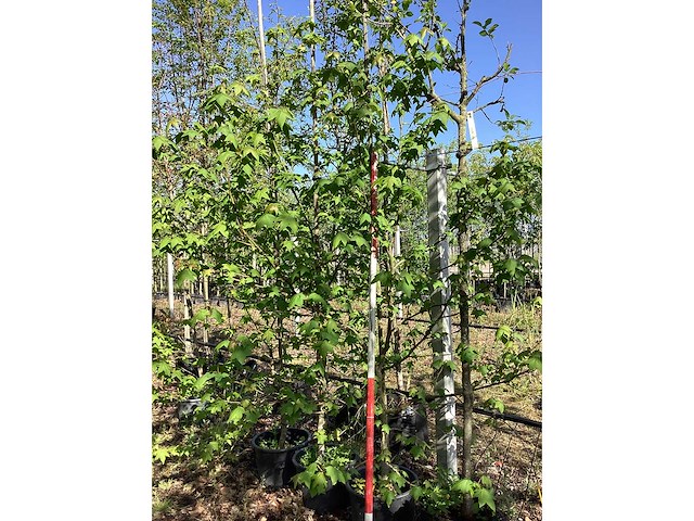 Amberboom - meerstammige boom (3x) - afbeelding 2 van  2