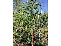 Amberboom - meerstammige boom (3x) - afbeelding 2 van  2