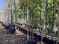 Amberboom - meerstammige boom - afbeelding 1 van  3