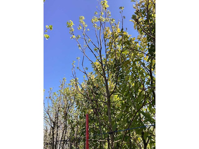 Amberboom - meerstammige boom - afbeelding 3 van  3