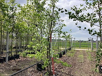 Amberboom - meerstammige boom - afbeelding 1 van  3