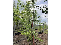 Amberboom - meerstammige boom - afbeelding 2 van  3