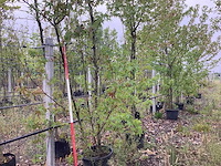 Amberboom - meerstammige boom - afbeelding 1 van  2