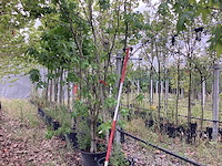 Amberboom - meerstammige boom - afbeelding 1 van  3