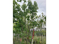 Amberboom - meerstammige boom - afbeelding 2 van  3