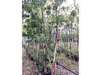 Amberboom - meerstammige boom - afbeelding 3 van  3