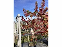 Amberboom - meerstammige boom