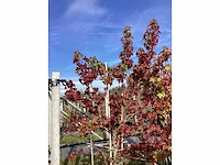 Amberboom - meerstammige boom - afbeelding 2 van  2