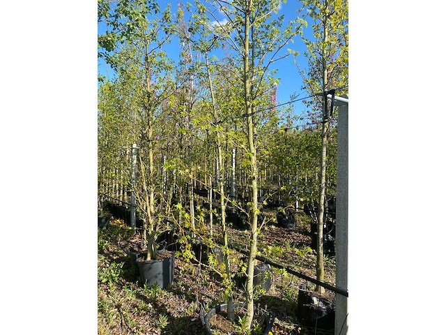 Amberboom - multi-stemmed tree (3x) - afbeelding 2 van  2