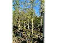Amberboom - multi-stemmed tree (3x) - afbeelding 2 van  2