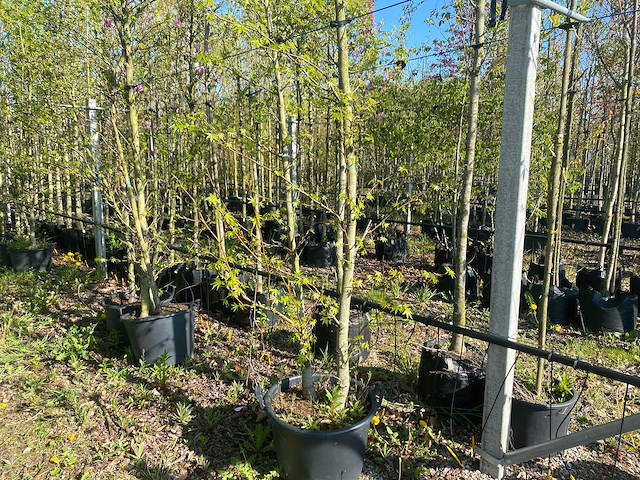 Amberboom - multi-stemmed tree - afbeelding 1 van  1