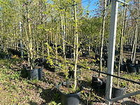 Amberboom - multi-stemmed tree - afbeelding 1 van  1