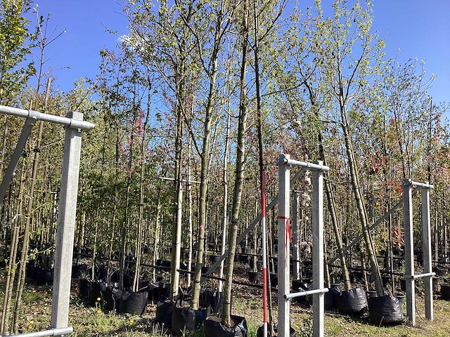 Amberboom - ornamental tree - afbeelding 1 van  2