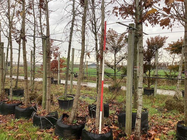 Amberboom - parkboom (2x) - afbeelding 1 van  4