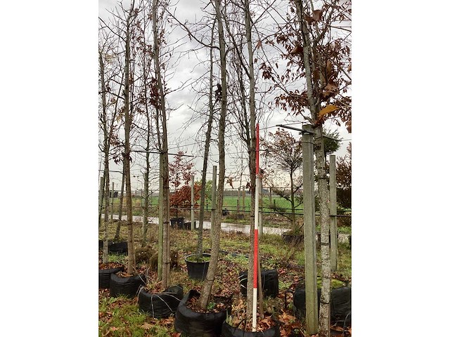 Amberboom - parkboom (2x) - afbeelding 2 van  4