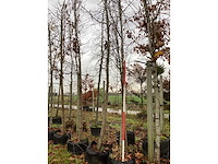 Amberboom - parkboom (2x) - afbeelding 2 van  4