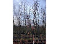 Amberboom - parkboom (2x) - afbeelding 2 van  4