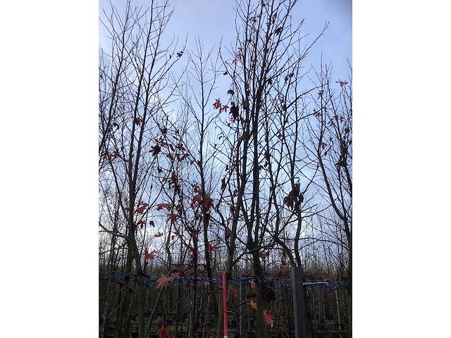 Amberboom - parkboom (2x) - afbeelding 3 van  4