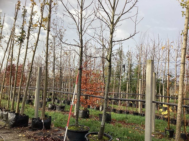 Amberboom - parkboom (2x) - afbeelding 1 van  3