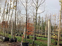 Amberboom - parkboom (2x) - afbeelding 1 van  3