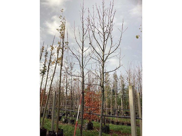 Amberboom - parkboom (2x) - afbeelding 2 van  3