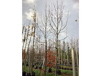 Amberboom - parkboom (2x) - afbeelding 2 van  3