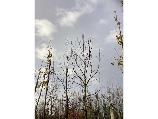 Amberboom - parkboom (2x) - afbeelding 3 van  3