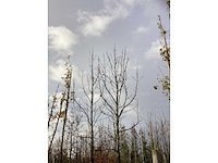 Amberboom - parkboom (2x) - afbeelding 3 van  3