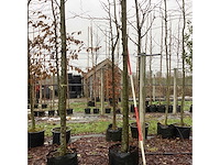 Amberboom - parkboom (2x) - afbeelding 1 van  3