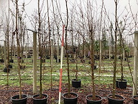 Amberboom - parkboom (3x) - afbeelding 1 van  3