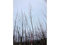 Amberboom - parkboom (3x) - afbeelding 2 van  3