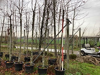 Amberboom - parkboom (5x) - afbeelding 1 van  3