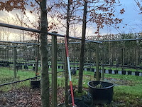 Amberboom - parkboom - afbeelding 1 van  3