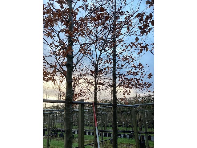 Amberboom - parkboom - afbeelding 2 van  3