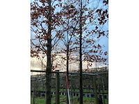Amberboom - parkboom - afbeelding 2 van  3