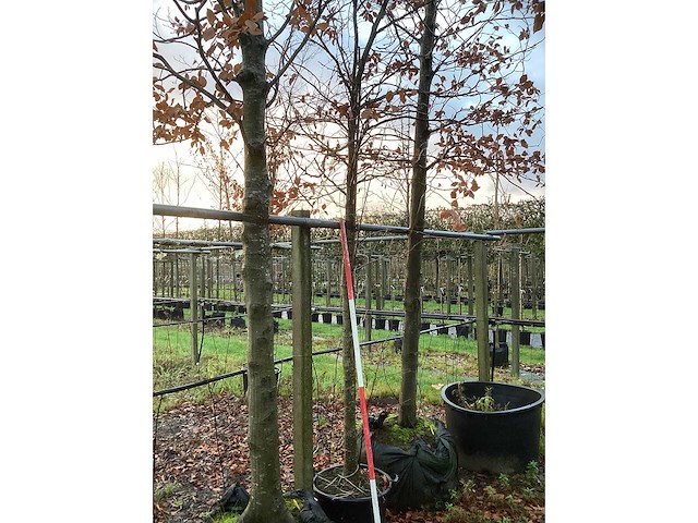 Amberboom - parkboom - afbeelding 3 van  3