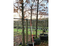 Amberboom - parkboom - afbeelding 3 van  3