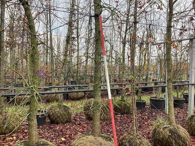 Amberboom - parkboom - afbeelding 1 van  3