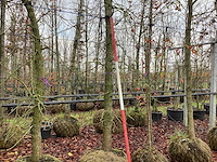 Amberboom - parkboom - afbeelding 1 van  3