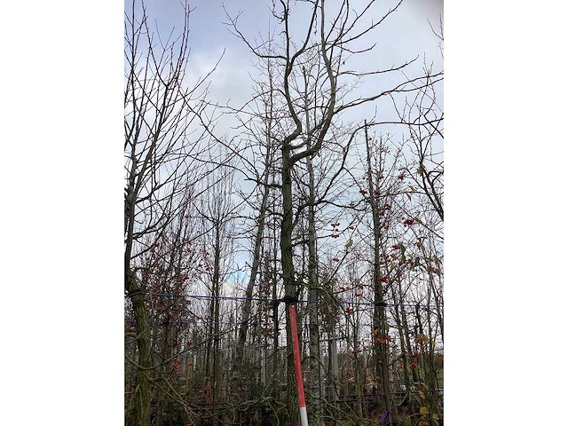Amberboom - parkboom - afbeelding 2 van  3