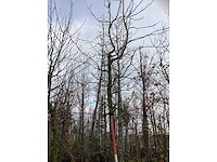 Amberboom - parkboom - afbeelding 2 van  3