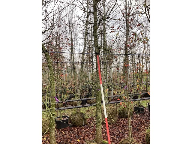 Amberboom - parkboom - afbeelding 3 van  3
