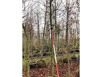 Amberboom - parkboom - afbeelding 3 van  3
