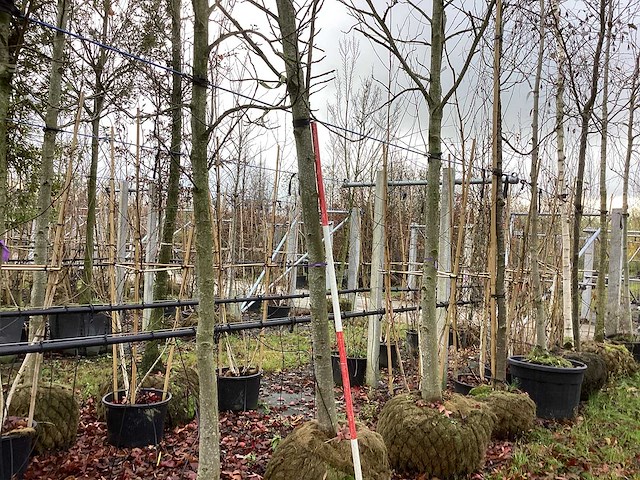 Amberboom - parkboom - afbeelding 1 van  3