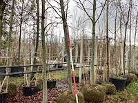 Amberboom - parkboom - afbeelding 1 van  3