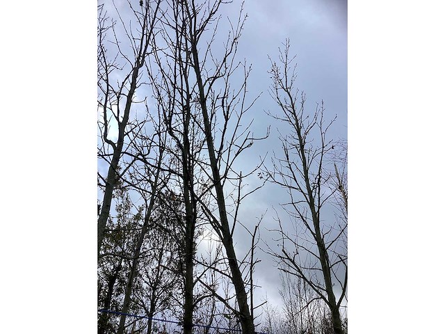 Amberboom - parkboom - afbeelding 2 van  3