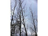 Amberboom - parkboom - afbeelding 2 van  3